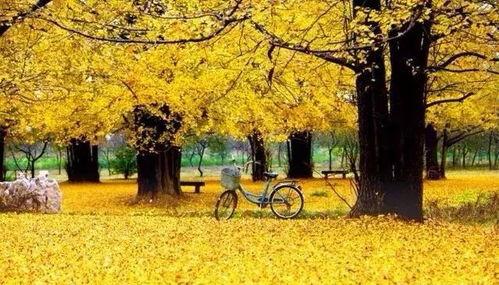 临沂银杏树爆料视频,金黄如梦，美不胜收